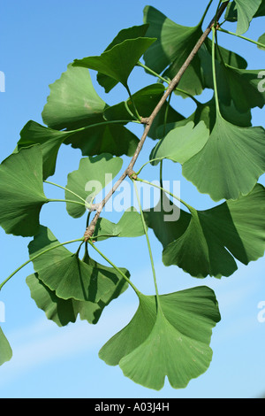 Maiden hair tree Ginkgo biloba Stock Photo