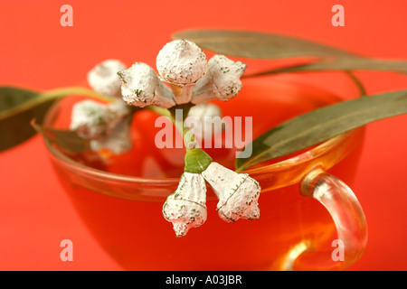 Eucalyptus infusion Stock Photo