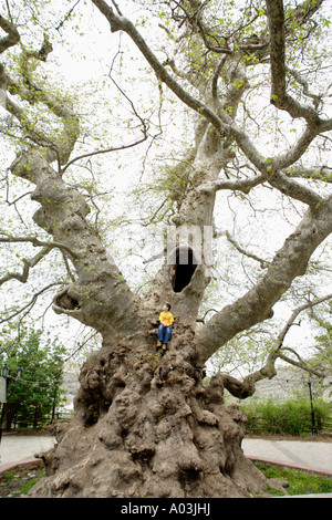 big sycamore tree in Krasi in the Province of Lassithi on the Greek Island of Crete Stock Photo