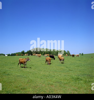 MIXED BREED HOLSTEIN JERSEY GUERNSEY AND BROWN SWISS GEORGIA Stock Photo