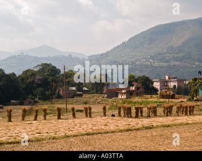 TERRACED RICE PADDY FIELDS after harvest Khokana Kathmandu Valley Nepal Asia Stock Photo