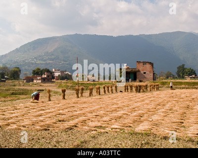 TERRACED RICE PADDY FIELDS after harvest Khokana Kathmandu Valley Nepal Asia Stock Photo