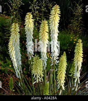 Kniphofia Little Maid Red Hot Poker flowers Stock Photo