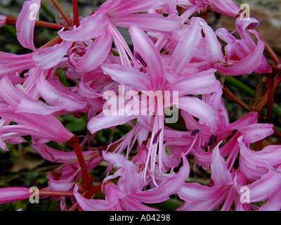 Nerine bowdenii flowers Stock Photo