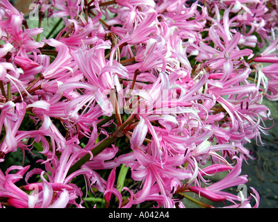 Nerine bowdenii flowers Stock Photo