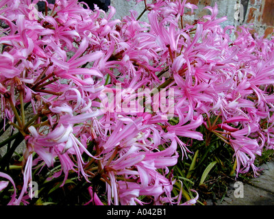 Nerine bowdenii flowers Stock Photo