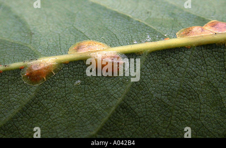 Leaf Scale on Laurus nobilis The Common Bay Tree Stock Photo