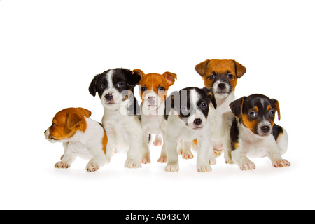 Group of six seven week old Jack Russell Terrier puppies on white background sitting four facing camera two looking out. JMH1983 Stock Photo