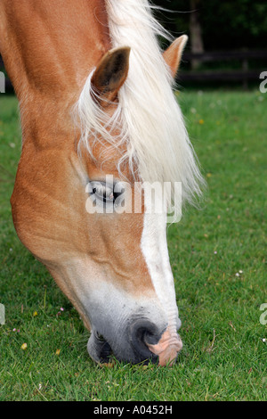 Haflinger-Horse Portrait (Equus przewalskii f. caballus) Stock Photo