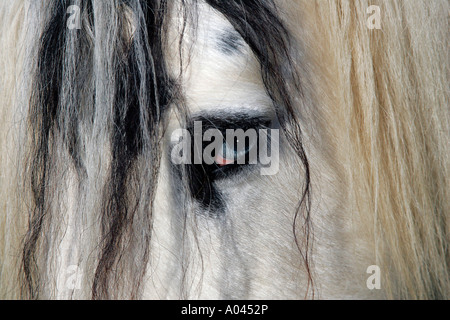 Horse-Portrait Eye and Mane on the Head of an Irish Tinker Pony (Equus przewalskii f. caballus) Stock Photo
