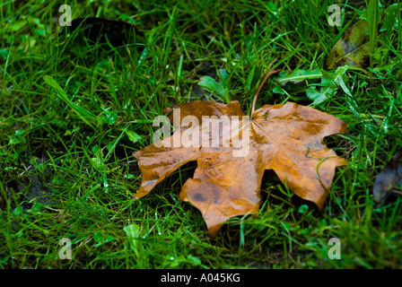 Autumn leaf on the grass Stock Photo
