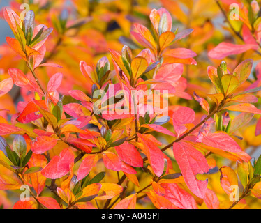 Rhododendron leaves turning in autumn - Alamy