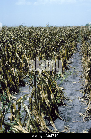 Drought in corn crops on the field Stock Photo - Alamy