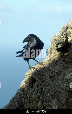 Raven, Corvus corax tingitanus, Lanzarote, Canary Islands, Spain Stock Photo