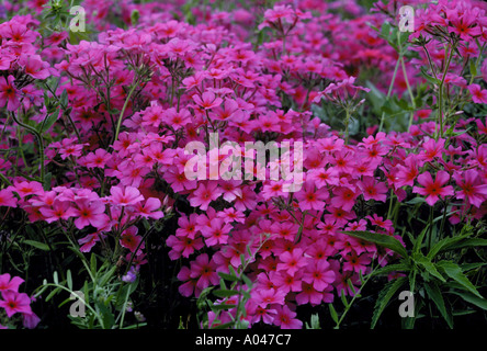 Pointed phlox phlox cuspidata on Texas roadside Stock Photo