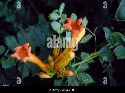 Common Trumpet Creeper Campsis radicans found in Bee County Texas Stock Photo