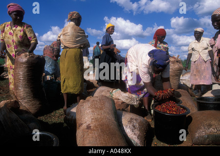 On a Kenya coffee plantation outside Nairobi women carry containers Stock Photo - Alamy
