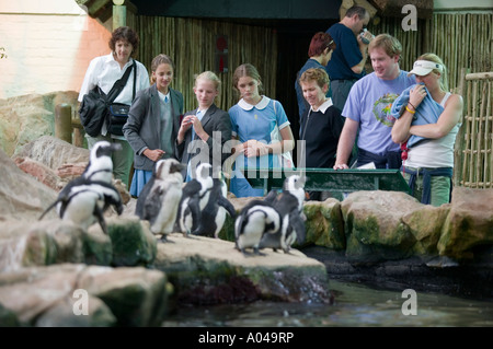 South Africa, Cape Town, Tourists and school children view African (Jackass) Penguins (Spheniscus demersus) on display Stock Photo