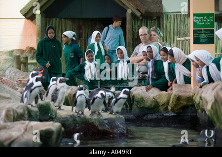 South Africa, Cape Town, Tourists and school children view African (Jackass) Penguins (Spheniscus demersus) on display Stock Photo