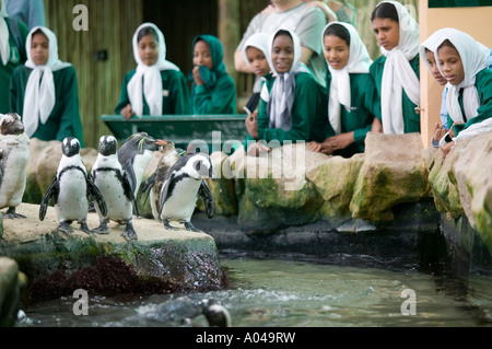 South Africa, Cape Town, Tourists and school children view African (Jackass) Penguins (Spheniscus demersus) on display Stock Photo