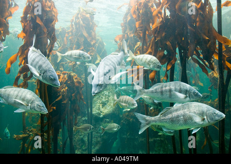 South Africa Cape Town Atlantic Ocean Fish swimming in Kelp Forest exhibit at Two Oceans Aquarium Stock Photo