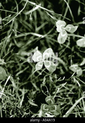 Close up of a four leaf clover in the grass Stock Photo