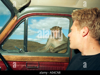 A rhesus monkey looks through a window into a car at the driver in a safari park Stock Photo