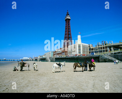 Beach and donkeys with Blackpool Tower beyond, Blackpool, Lancashire, England, UK. Stock Photo