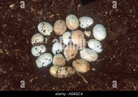 Grass Snake in a compost heap Stock Photo - Alamy