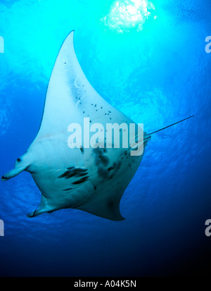 Manta ray in Goofnuw Channel Yap island micronesia south pacific Stock Photo