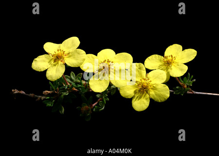 38,842.03640 Four 4 Yellow Cinquefoil Flowers on a black background, with five petals Stock Photo