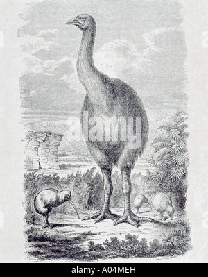 Kiwis the national emblem of New Zealand and the extinct Moa, from a 19th century print. Stock Photo