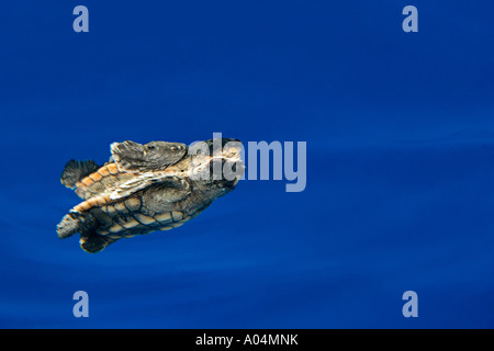 Loggerhead Sea Turtle hatchling Caretta caretta in open water Sargasso Sea North Atlantic Ocean Stock Photo