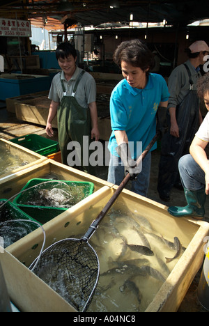 dh Fish market worker ABERDEEN HONG KONG Chinese fishmonger with net selecting fresh fish from water tanks old china Stock Photo