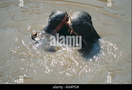 Upraised noses of two Hippos fighting in Mara River Masai Mara National Reserve Kenya Stock Photo