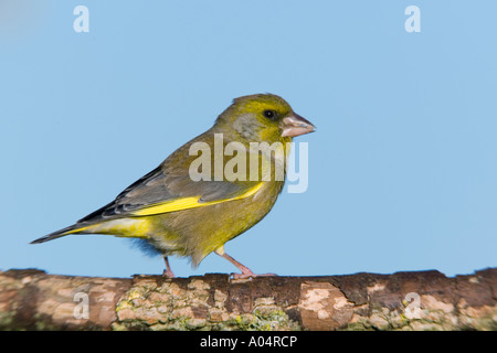 Male Greenfinch Carduelis chloris perched on branch with blue sky background potton bedfordshire Stock Photo