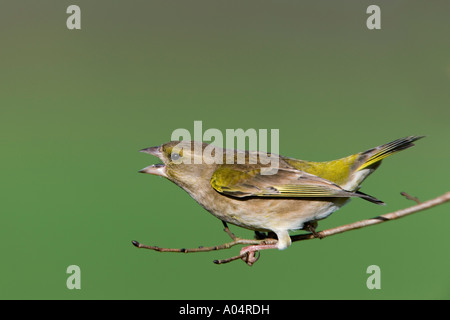 Greenfinch Carduelis chloris perched on twig with wings back beak open and tail up looking aggressive and alert potton beds Stock Photo