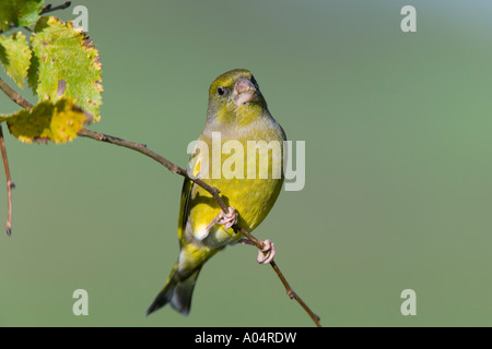 Greenfinch Carduelis chloris perched on branch front on looking alert with autumnal leaves potton bedfordshire Stock Photo