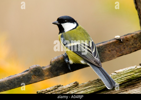 Great ti Parus major perched on old gate looking alert potton bedfordshire Stock Photo