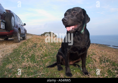 A friendly looking dog resting his bones in the countryside Stock Photo