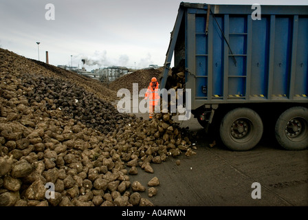 THE CAMPAIGN AT BRITISH SUGAR PRODUCTION PLANT AT WISSINGTON NORFOLK ENGLAND WHERE SUGAR BEET IS PROCESSED INTO SUGAR Stock Photo