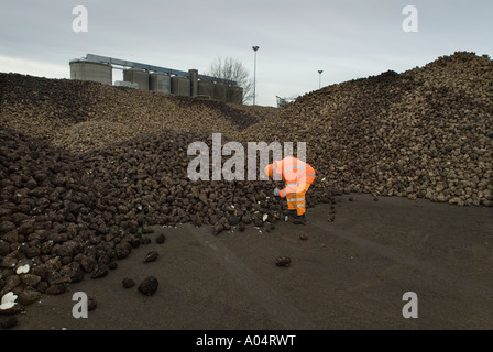 THE CAMPAIGN AT BRITISH SUGAR PRODUCTION PLANT AT WISSINGTON NORFOLK ENGLAND WHERE SUGAR BEET IS PROCESSED INTO SUGAR Stock Photo