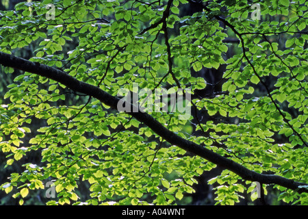 European Beech, Common Beech (Fagus sylvatica) Branch with fresh leaves in spring Stock Photo
