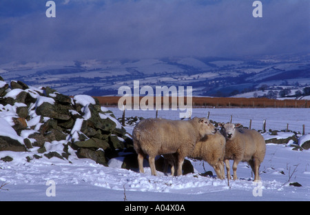 Three sheep in the snow sheltering against rocks from oncoming storm Stock Photo