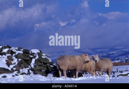 Three sheep in the snow sheltering against rocks from oncoming storm Stock Photo