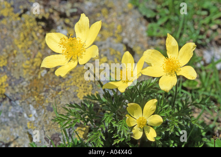Alpine Pasqueflower (Pulsatilla alpina ssp apiifolia) flowering Stock Photo