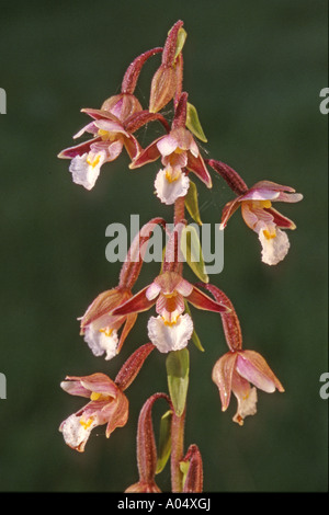 Marsh Helleborine (Epipactis palustris), flowers Stock Photo
