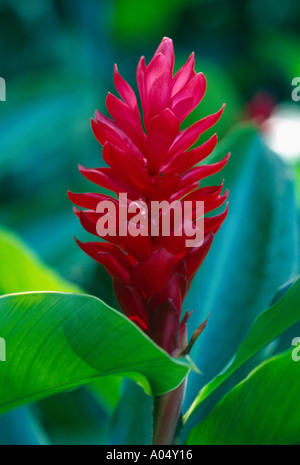 A vibrant ginger plant in the Hawaiian jungle on Oahu Hawaii in the South Pacific. Stock Photo