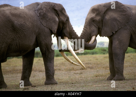 Two mature male elephants greeting each other Ngorongoro Crater Tanzania Stock Photo