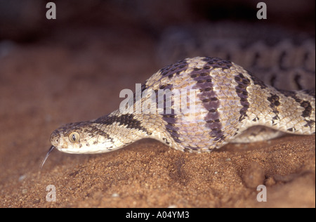 Common or Rhombic Egg Eater after swallowing an egg Zimbabwe Africa Stock Photo